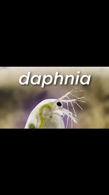 Grow Live Fish Food without Culture - Daphnia, Paramecium, Scuds, Worms