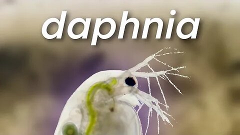 Grow Live Fish Food without Culture - Daphnia, Paramecium, Scuds, Worms