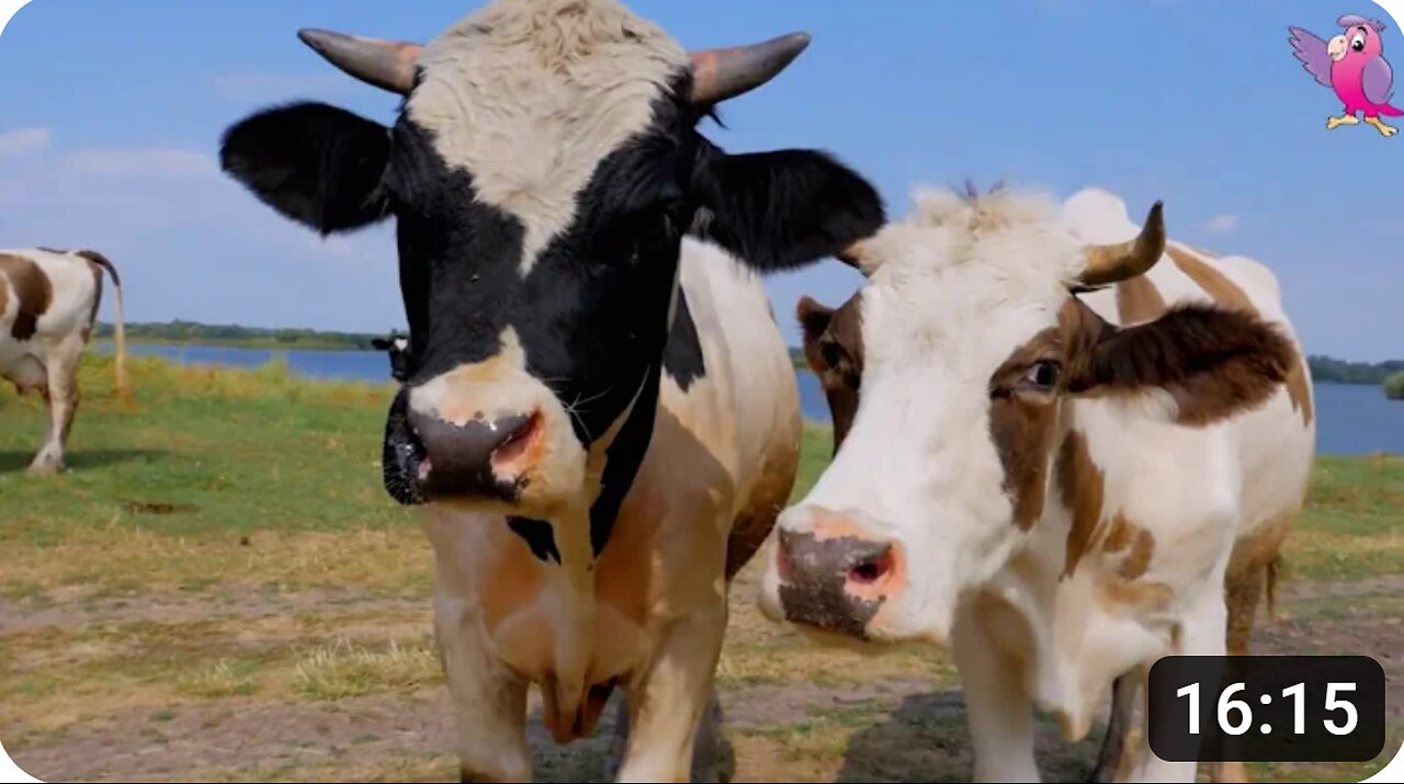 COW VIDEO 🐮🐄 COWS MOOING AND GRAZING IN A FIELD 🐄🐮