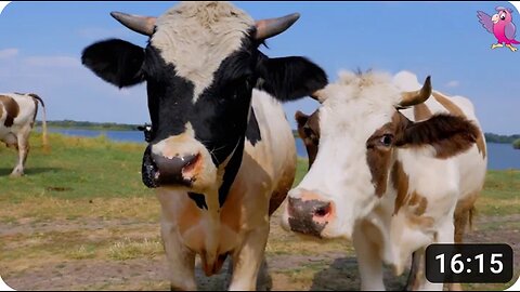 COW VIDEO 🐮🐄 COWS MOOING AND GRAZING IN A FIELD 🐄🐮