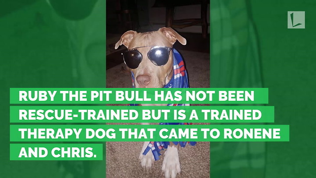 Pit Bull Won’t Stop Barking, Smells Danger Coming from Owners’ Basement