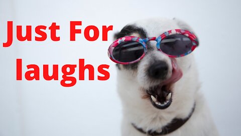 Fight Videos - Chicken VS Dog Fight - Just For Laughs