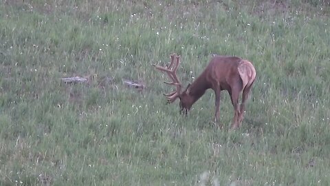 VELVET MANIA 17 BULL ELK! Some decent young bulls!