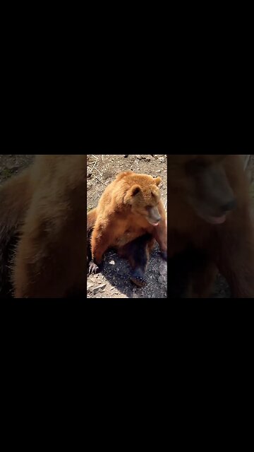 #grizzlybear 🐻 decides to ramble on instead of mess with me 💪🏻 #shorts