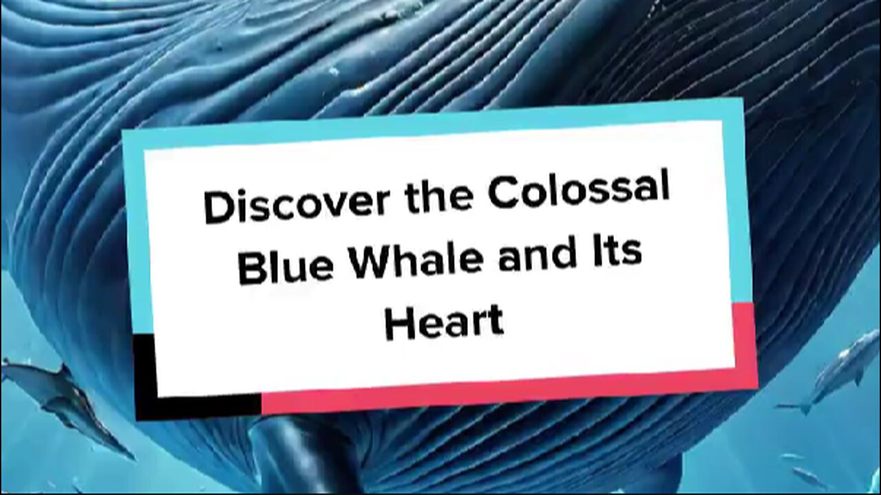 Discover the Colossal Blue Whale and Its Heart