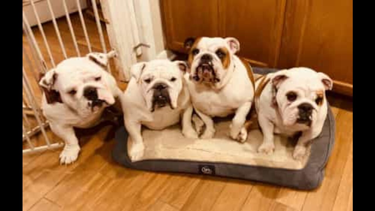 Bulldog Mor overdynges med kærlighed fra familien