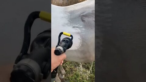 Spraying down a dirty horse
