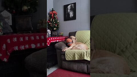 Cuteness! Falling asleep with the ball in her mouth 😍 #cutedogvideos #sleepydog