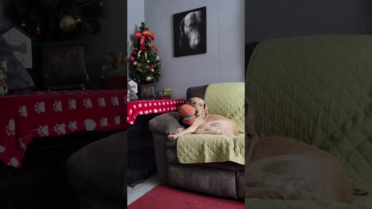 Cuteness! Falling asleep with the ball in her mouth 😍 #cutedogvideos #sleepydog