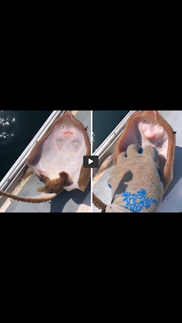 The stingray seems to laugh when it tickles