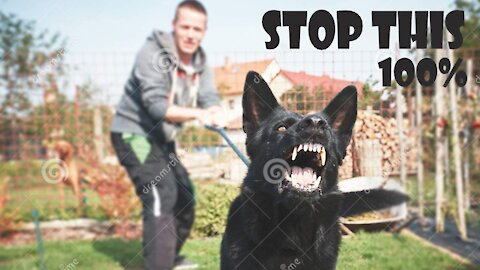 Teach Your DOG to walk nice on the leash | 4 MINUTE DOG TRAINING RESULTS!