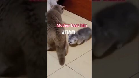 funny cat