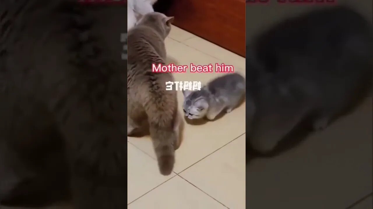 funny cat
