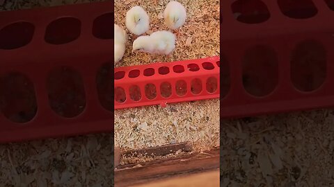 Baby Chicks First Night In The Brooder#chicks #chickens #homestead #homesteading #farm #farmlife