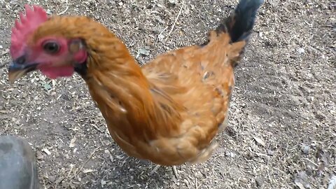 Young rooster eats his best friend.