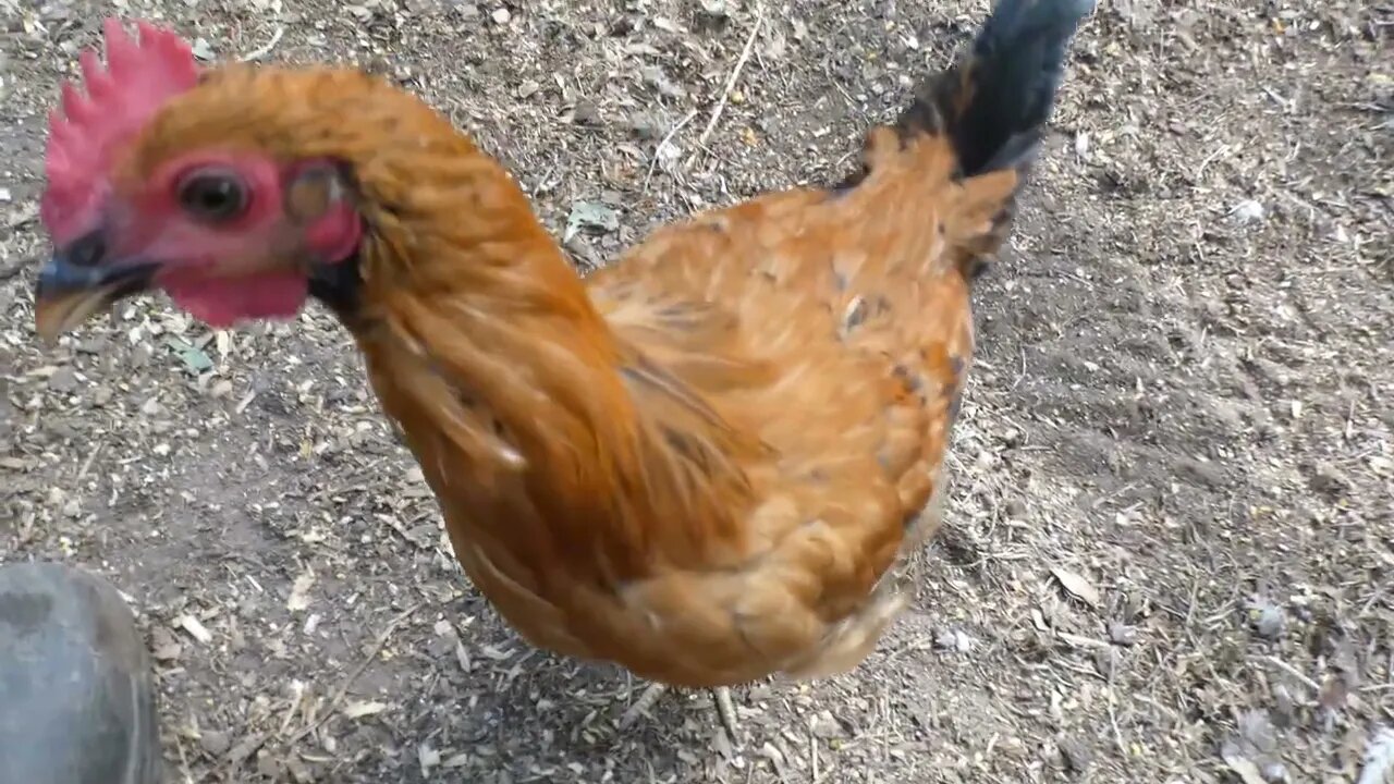 Young rooster eats his best friend.