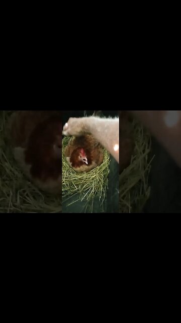 Good morning Forest Day4 sitting on eggs, has a bit to say today 3rd April 2023