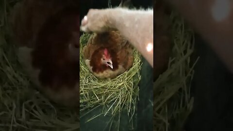 Good morning Forest Day4 sitting on eggs, has a bit to say today 3rd April 2023