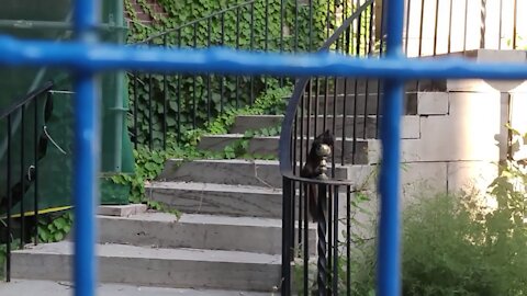 Urban Animals ~ Three Squirrels at Play on Construction Site ~ Squirrel Falls ~ Unedited