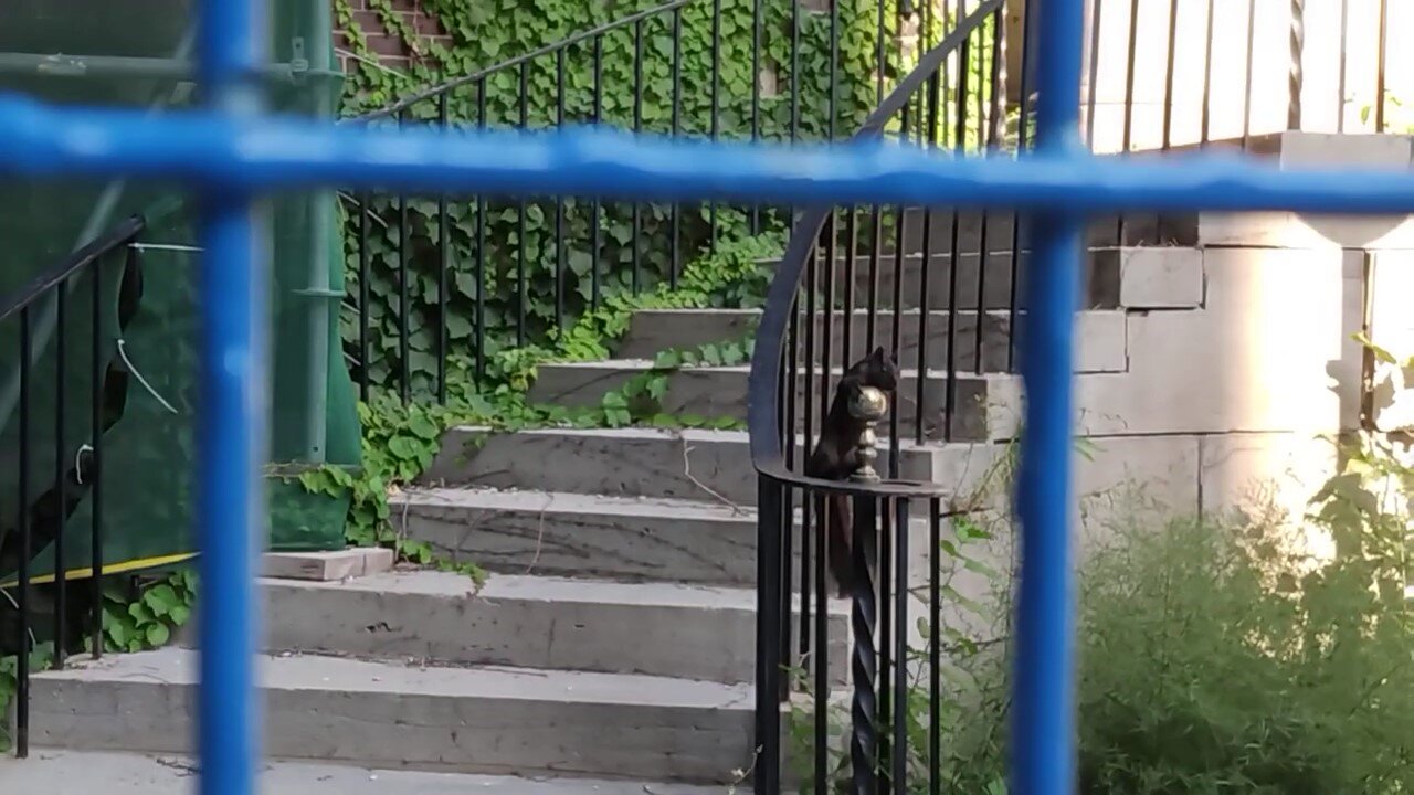 Urban Animals ~ Three Squirrels at Play on Construction Site ~ Squirrel Falls ~ Unedited