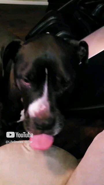 🐶 throws tantrum when he doesn't get more biscuits #staffordshirebullterrier #dogs