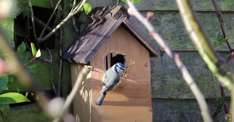 Bird and animal is beautiful