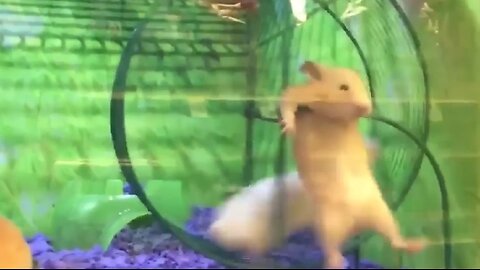 Funny pet compilation 🤣🙊🙀🦮🐈🤣 #funny #pet