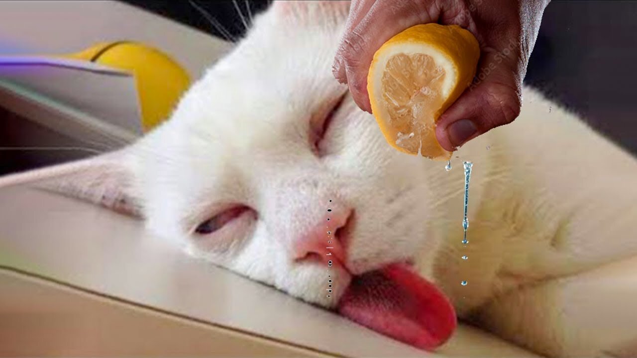 Cutiest Pets Dozing Off 2022 Compilation _ Funniest Animals Video