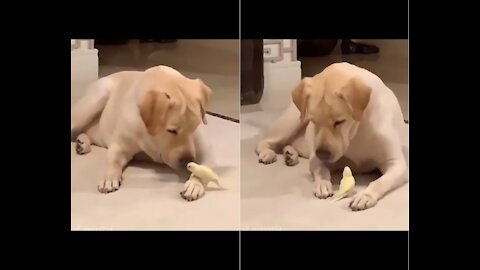 Gentle dog | and how cute they're.