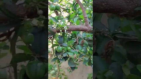 ACEROLA A TODO VAPOR