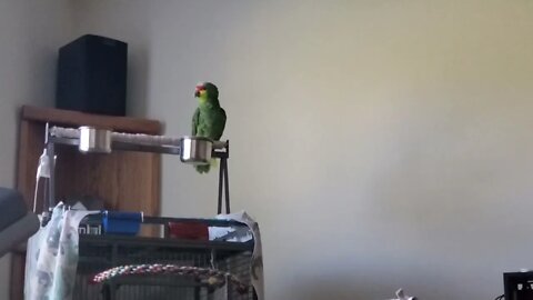 Gus the 47 Year Old Red Lored Amazon Parrot "Talking"