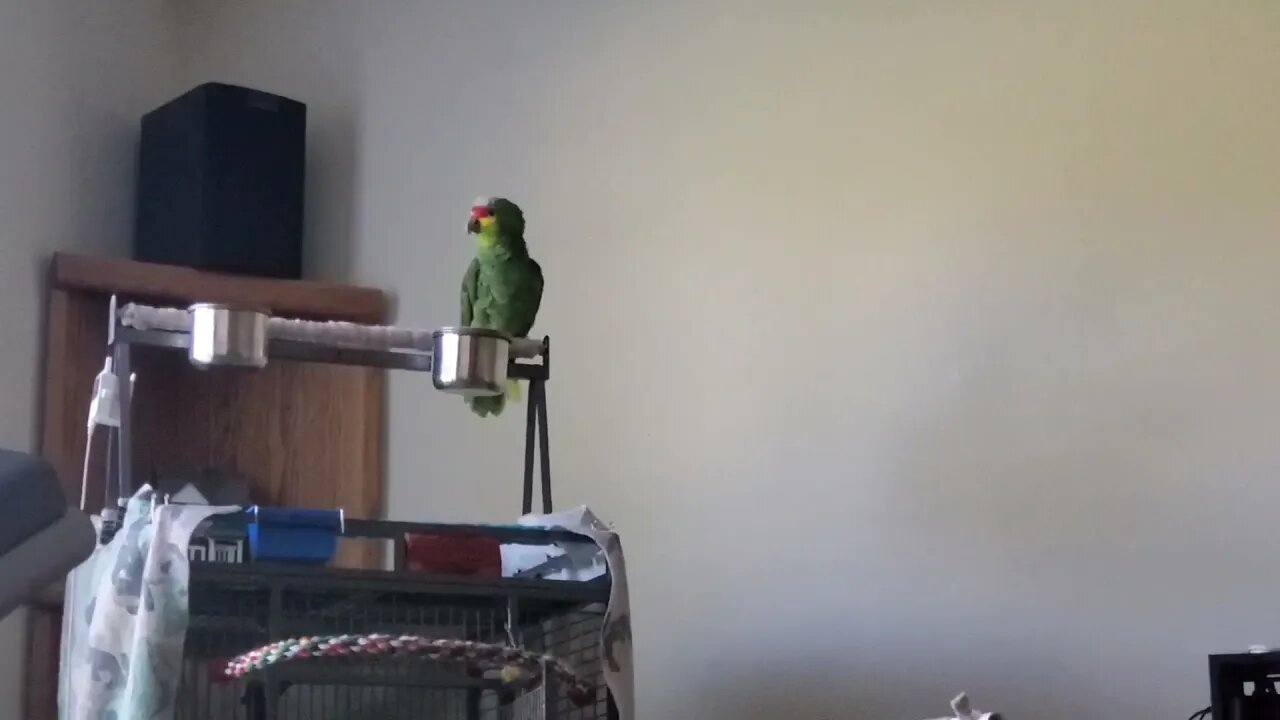 Gus the 47 Year Old Red Lored Amazon Parrot "Talking"