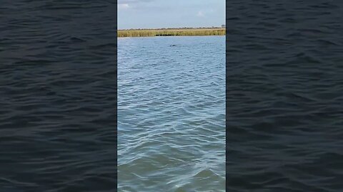 Alligator Chillin in the Marsh