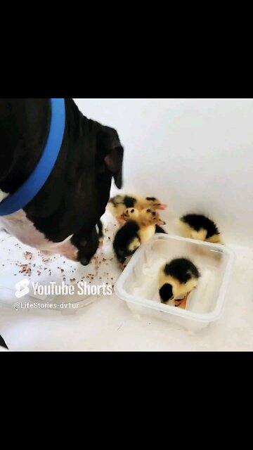 Watch: 🐶 1st Encounter W Adorable 🐥 #dog #duckling #cuteanimals #staffordshirebullterrier