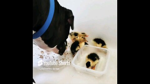 Watch: 🐶 1st Encounter W Adorable 🐥 #dog #duckling #cuteanimals #staffordshirebullterrier