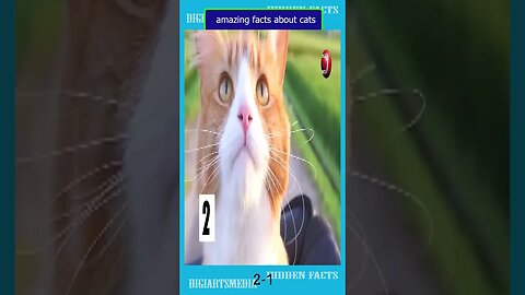 20 amazing facts about cats 1 2