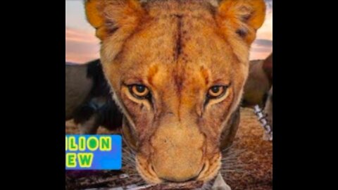 New Two Lion animal Funny the beste Lion