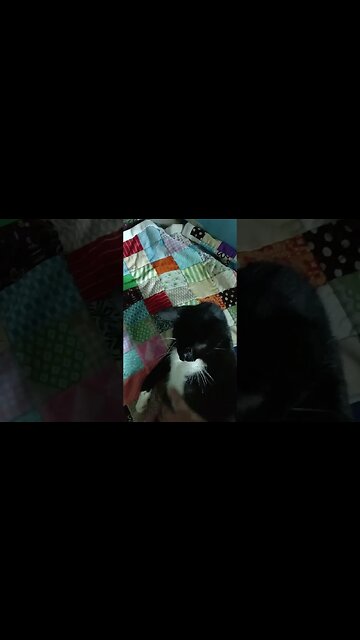 Misss Soxx's 1st litter 😹