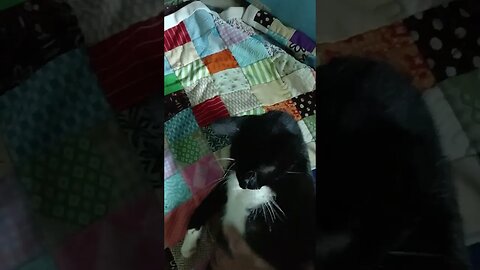 Misss Soxx's 1st litter 😹