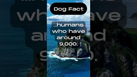 Dogs have about 1,700 taste buds, compared to... #shorts