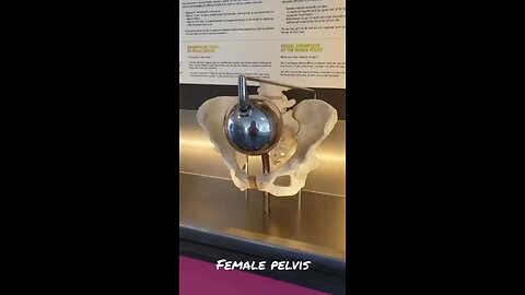 Female vs Male Pelvis Size