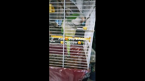 Mordicchio vuole le coccole🦜😍
