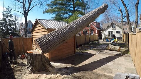 Big Tree in a Tight Spot (this one had me nervous...)