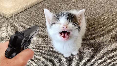 New Funny Cats Videos 2023 😅 - Best Funniest Animal Videos Of The week #PetValleyy