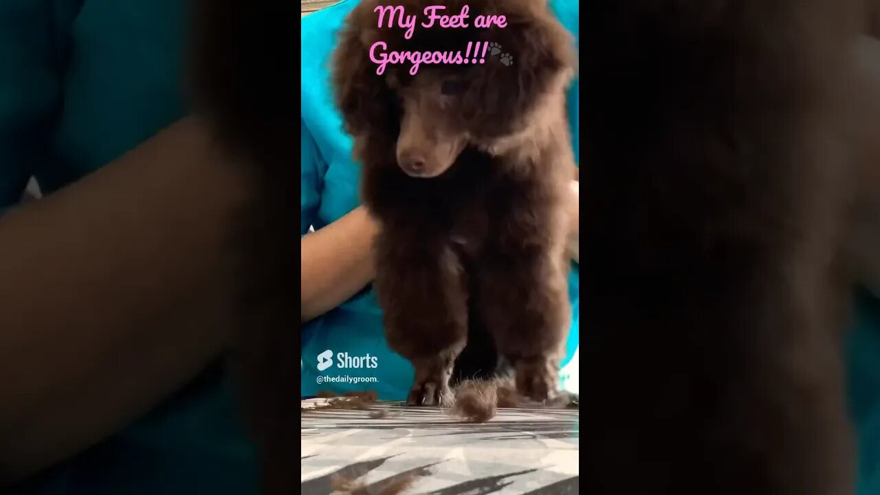 Poodle Feet!