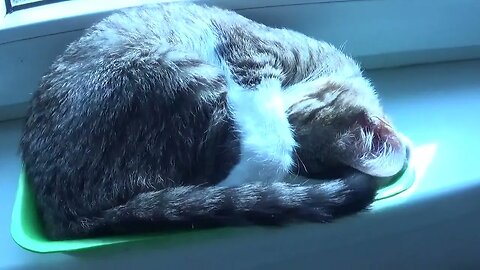 A Tray of Cat, Today on the Menu