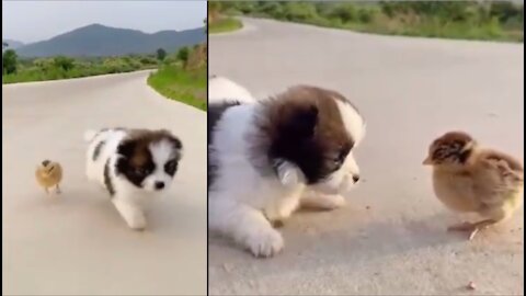 Funny Animal Videos Awesome Funny Pet Animals Cute Animals Super Funny Dog Videos
