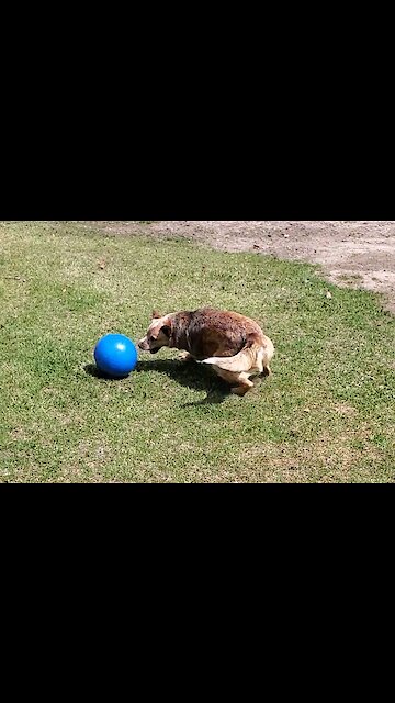 Speedy smart Cattle dog with a herding ball