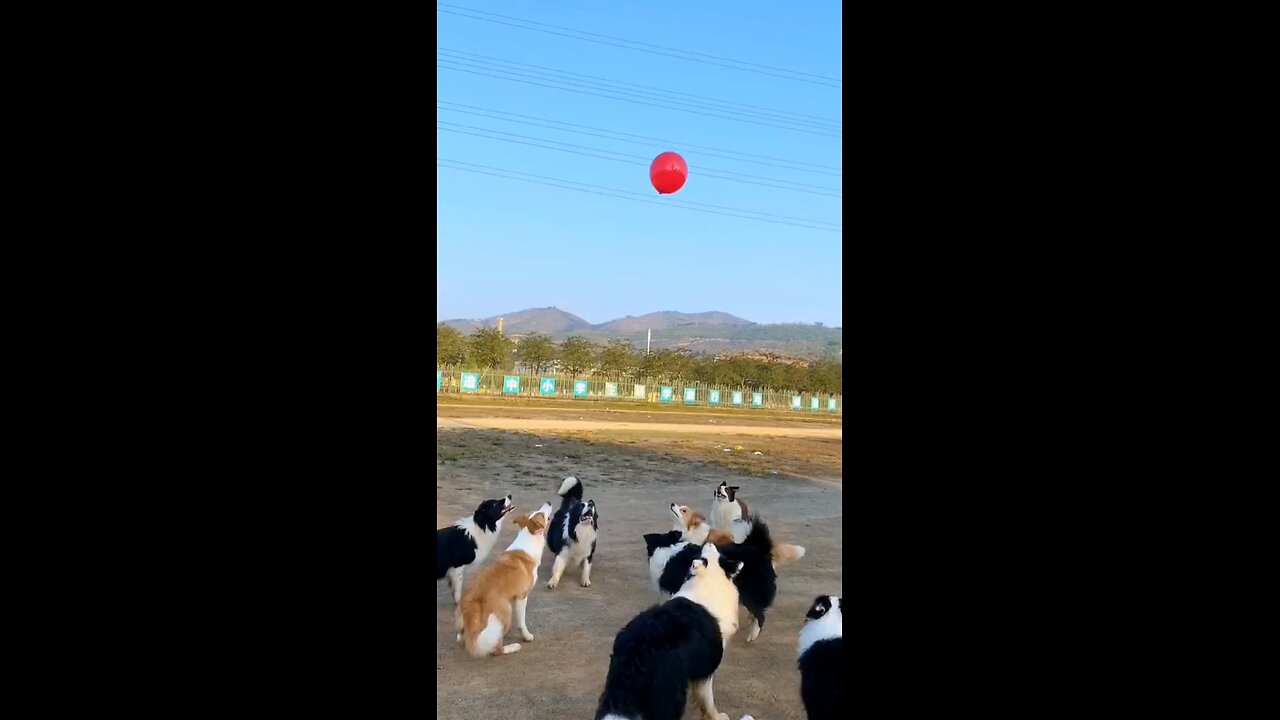 What game do dogs like to play?