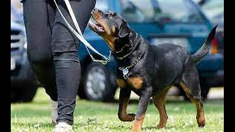 Transforming Dog Behaviour Inside Platinum K9’s Residential Dog Training | Episode 1